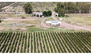 VENTA DE FINCA DE 595 HAS - SAN MARTIN, MENDOZA