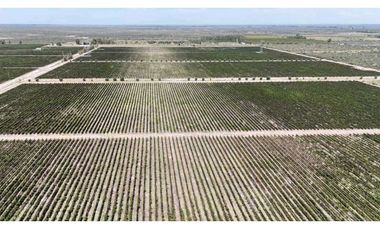 VENTA DE FINCA DE 595 HAS - SAN MARTIN, MENDOZA