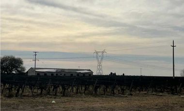 VENTA DE FINCA DE 595 HAS - SAN MARTIN, MENDOZA
