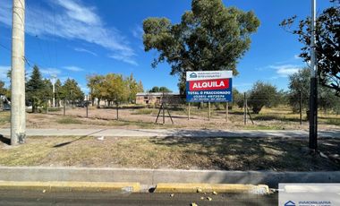 MAZA Y PALMA