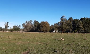 10 HECTAREAS EN VENTA EN LA PEREGRINA - CASA Y GALPON PARA RECICLAR.