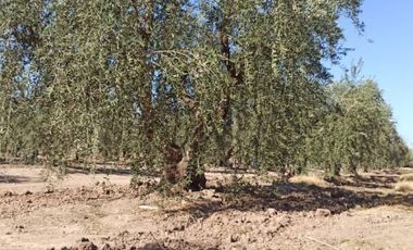 Terreno / Lote en venta de 44800m2 ubicado en Coquimbito