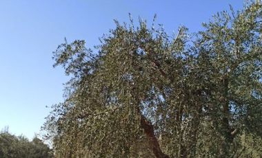 Terreno / Lote en venta de 44800m2 ubicado en Coquimbito