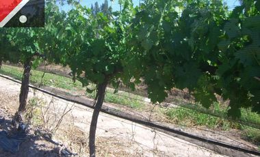 Terreno / Lote en venta de 50000m2 ubicado en Coquimbito