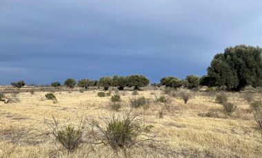 Finca con olivos