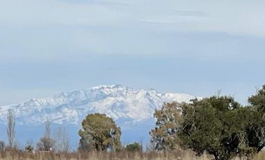 Finca con olivos