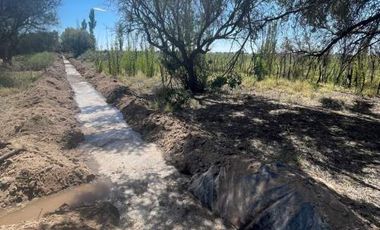 Finca con olivos