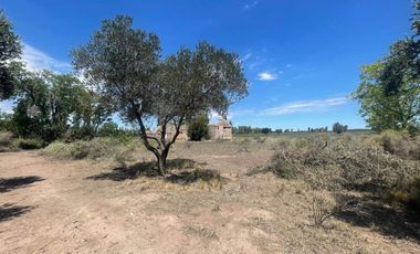 Finca con olivos