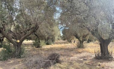 Finca con olivos