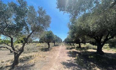 Finca con olivos