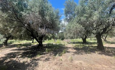 Finca con olivos