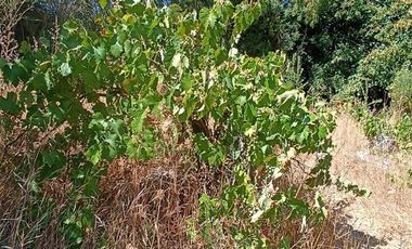 Sitio en Venta en camino a Florida