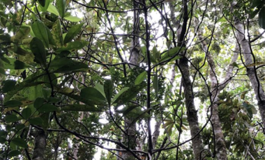 Sitio en Venta en Ruta V 488