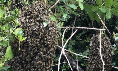 Sitio en Venta en Ruta V 488