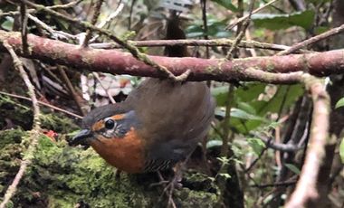 Sitio en Venta en Ruta V 488