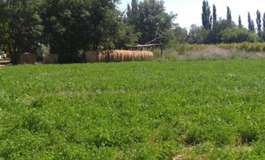 finca con casa y galpón en Colonia Rusa