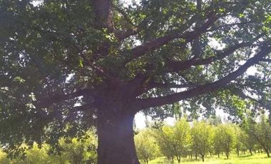 finca con casa y galpón en Colonia Rusa