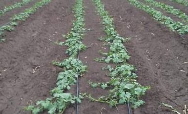 Finca con frutales