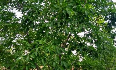 Finca con frutales