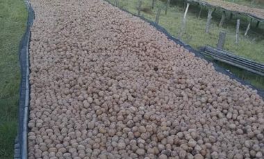 Finca con frutales
