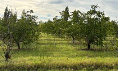 Finca con frutales