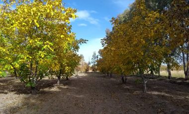 Finca con frutales