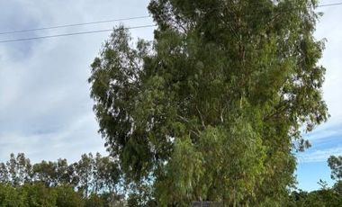 Finca con frutales