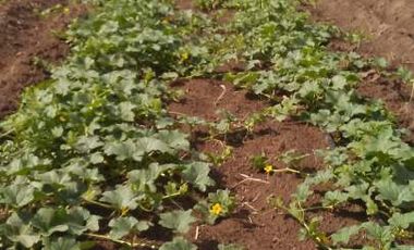 Finca con frutales