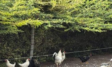 Finca con casa, galpón, animales y frutales-