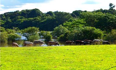 FINCA GANADERA EN VENTA, PUERTO GAITAN META