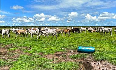 FINCA GANADERA EN VENTA, PUERTO GAITAN META