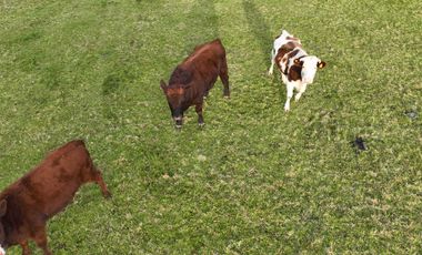 Parcela en venta en PAILLACO