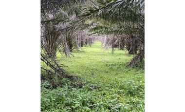 SE VENDE 9.6 HECTAREAS EN GUALACA