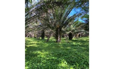 SE VENDE 9.6 HECTAREAS EN GUALACA