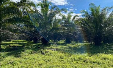 SE VENDE 9.6 HECTAREAS EN GUALACA