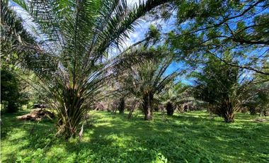 SE VENDE 9.6 HECTAREAS EN GUALACA