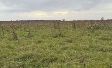 Campo  de 79 Has mixto en Ranchos.