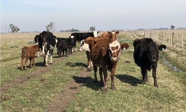 Campo  de 79 Has mixto en Ranchos.