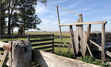 Campo  de 79 Has mixto en Ranchos.