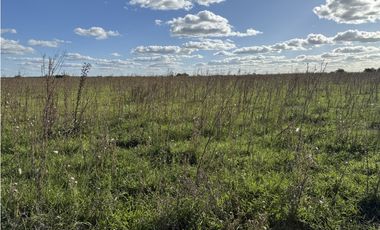 Campo  de 79 Has mixto en Ranchos.