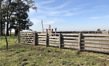 Campo  de 79 Has mixto en Ranchos.