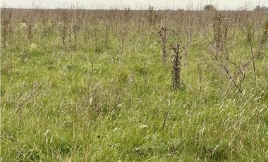 Campo  de 79 Has mixto en Ranchos.