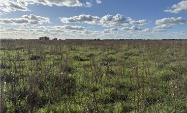 Campo  de 79 Has mixto en Ranchos.