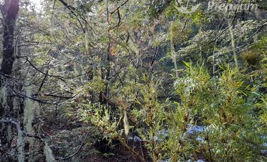 Sitio en Venta en Las Encinas, Las Trancas, Camino a Termas de Chillán