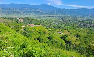 VENDO FK GANADERA 164 CUADRAS SECTOR LA VIRGINIA (RISARALDA)