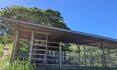 VENDO FK GANADERA 164 CUADRAS SECTOR LA VIRGINIA (RISARALDA)