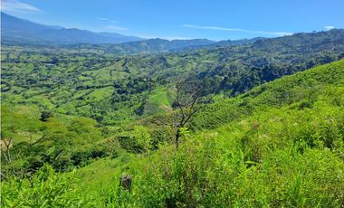 VENDO FK GANADERA 164 CUADRAS SECTOR LA VIRGINIA (RISARALDA)