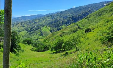 VENDO FK GANADERA 164 CUADRAS SECTOR LA VIRGINIA (RISARALDA)