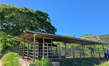 VENDO FK GANADERA 164 CUADRAS SECTOR LA VIRGINIA (RISARALDA)