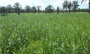 VENDO FK GANADERA 1300 HAS POR BARRANCABERMEJA